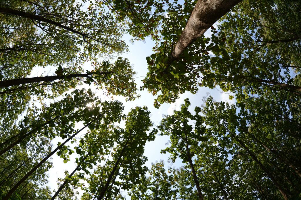 Forest