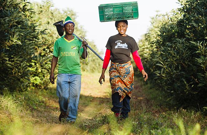 Africado sustainable avocado farminsg in Tanzania