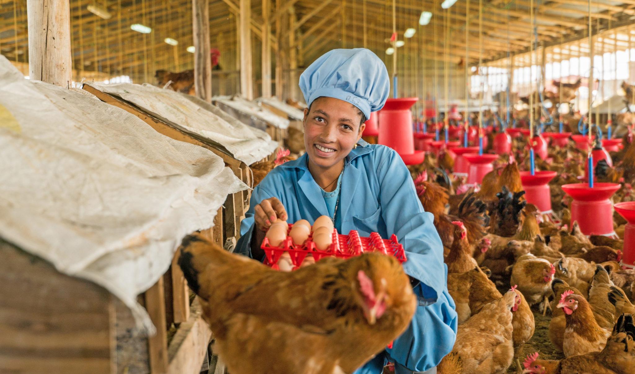 An employee of EthioChicken in a hen house holding an egg carton