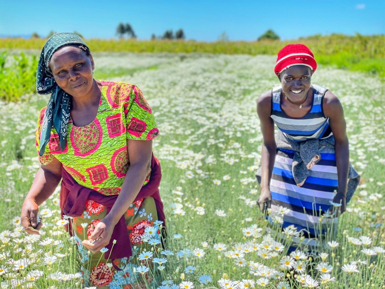 Smallholders picking pyrethrum flowers in their farm in Nakuru county, Kenya.  Photo: Kentegra Biotechnology
