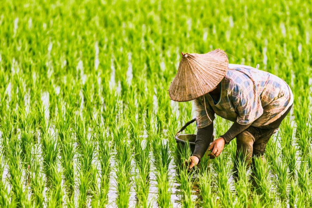 Person working in the rice field