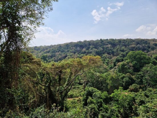 green landscape