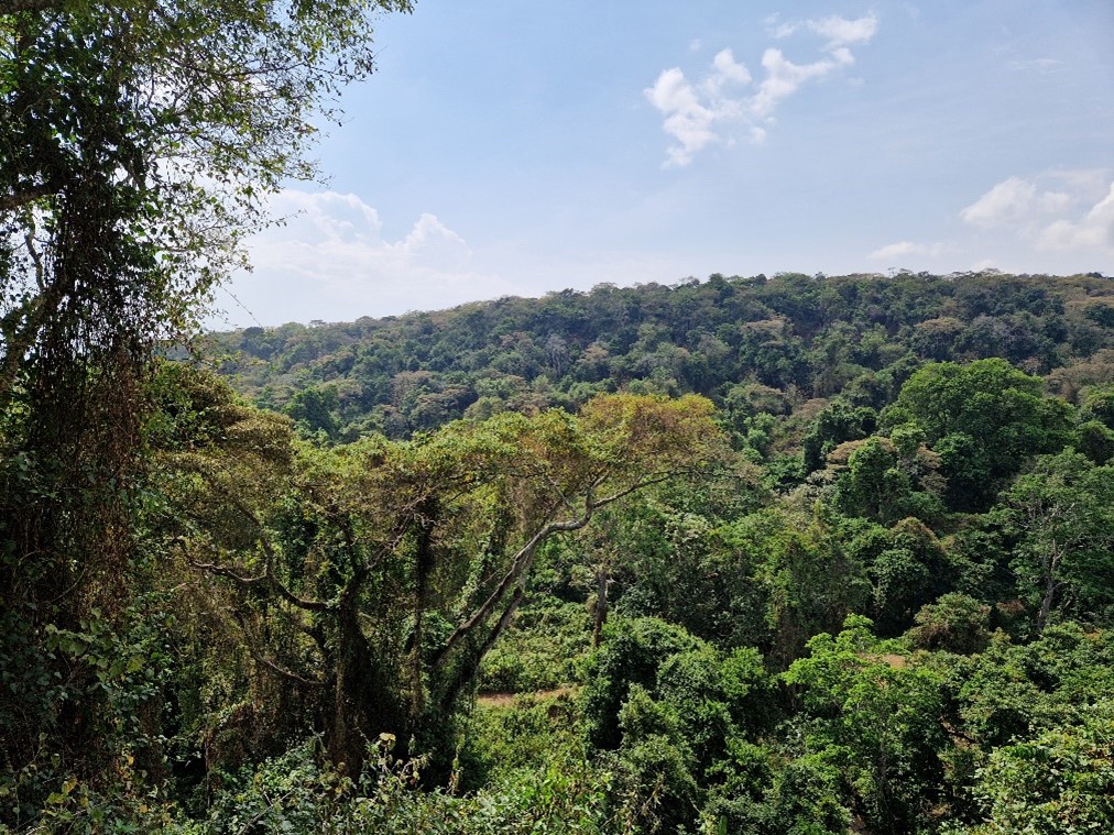 green landscape