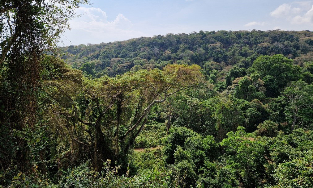 Forest